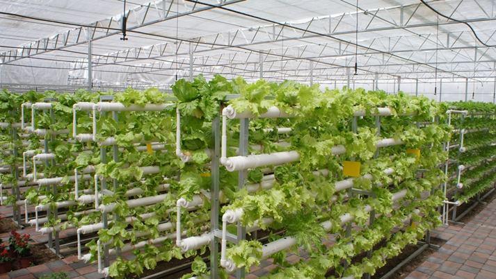 防霧滴陽光板的介紹及應用